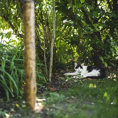 Domaine De Terrac Bed & Breakfast